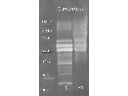 Glucoamylase Antibody - Goat anti Glucoamylase antibody was used to detect purified glucoamylase under reducing (R) and non-reducing (NR) conditions. Reduced samples of purified target proteins contained 4% BME and were boiled for 5 minutes. Samples of ~1ug of protein per lane were run by SDS-PAGE. Protein was transferred to nitrocellulose and probed with 1:3000 dilution of primary antibody (ON 4 C in MB-070). Detection shown was using Dylight 488 conjugated Donkey anti goat .