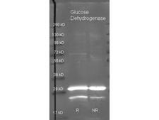 Glucose Dehydrogenase Antibody - Glucose Dehydrogenase Polyclonal Antibody-Western blot. Goat anti-Glucose Dehydrogenase antibody (Anti-GLUCOSE DEHYDROGENASE (GOAT) Antibody lot 6454) was used to detect purified Glucose Dehydrogenase under reducing (R) and non-reducing (NR) conditions. Reduced samples of purified target proteins contained 4% BME and were boiled for 5 minutes. Samples of ~1 ug of protein per lane were run by SDS-PAGE. Protein was transferred to nitrocellulose and probed with 1:3000 dilution of primary antibody (ON 4 C in MB-070). Detection shown was using Dylight 488 conjugated Donkey anti-goat (1:10K in TBS/MB-070 1 hr RT). Images were collected using the Bio-Rad VersaDoc System. This image was taken for the unconjugated form of this product. Other forms have not been tested.