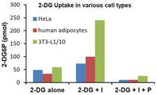 Glucose Assay Kit - 2-DG uptake in 3T3-L1, human adipocyte and Hela cells. To scale on the same graph, data from 3T3-L1 cells is plotted at 10% of true value. 2-DG = 2-deoxyglucose, I = Insulin; P = Phloretin.