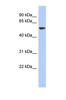 GLUD1/Glutamate Dehydrogenase Antibody - GLUD1 antibody Western blot of HT1080 Cell lysate. Antibody concentration 1 ug/ml. This image was taken for the unconjugated form of this product. Other forms have not been tested.