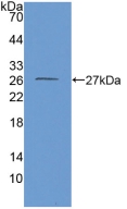 GLUD1/Glutamate Dehydrogenase Antibody - Western Blot; Sample: Recombinant GDH, Mouse.