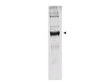 GLUD1/Glutamate Dehydrogenase Antibody - Anti-Bovine Glutamate Dehydrogenase Antibody - Western Blot. Western blot analysis is shown using anti-bovine glutamate dehydrogenase antibody to detect the enzyme from bovine liver preparations. Comparison to a molecular weight marker indicates a predominant band of ~62 kD. The higher molecular weight band may represent a subunit dimer. A 4-20% gradient gel was used to separate proteins prior to transfer to 0.2 micron nitrocellulose. The blot was incubated with a 1:1000 dilution of the antibody for 2 h at room temperature followed by detection using IRDye800 labeled Goat-a-Rabbit IgG [H&L] ( diluted 1:5000 for 45 min at room temperature. IRDye800 fluorescence image was captured using the Odyssey Infrared Imaging System developed by LI-COR. IRDye is a trademark of LI-COR, Inc. Other detection systems will yield similar results.