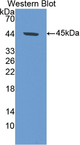 GLUL / Glutamine Synthetase Antibody