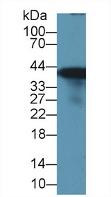 GLUL / Glutamine Synthetase Antibody