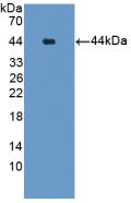 GLUL / Glutamine Synthetase Antibody - Western Blot; Sample: Recombinant Glutamine Synthetase, Human.