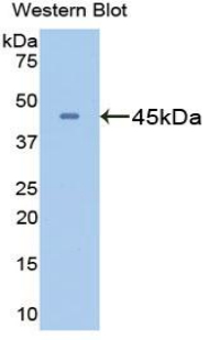 GLUL / Glutamine Synthetase Antibody - Western blot of recombinant GLUL / Glutamine Synthetase.  This image was taken for the unconjugated form of this product. Other forms have not been tested.