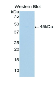 GLUL / Glutamine Synthetase Antibody - Western blot of recombinant GLUL / Glutamine Synthetase.  This image was taken for the unconjugated form of this product. Other forms have not been tested.