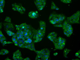 GLUL / Glutamine Synthetase Antibody - Immunofluorescent staining of HepG2 cells using anti-GLUL mouse monoclonal antibody.