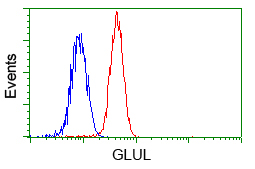 GLUL / Glutamine Synthetase Antibody - Flow cytometric analysis of Hela cells, using anti-GLUL antibody, (Red) compared to a nonspecific negative control antibody (Blue).