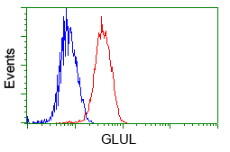 GLUL / Glutamine Synthetase Antibody - Flow cytometric analysis of Jurkat cells, using anti-GLUL antibody, (Red) compared to a nonspecific negative control antibody (Blue).