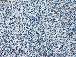 GLUL / Glutamine Synthetase Antibody - Immunohistochemical staining of paraffin-embedded Ovary tissue using anti-GLUL mouse monoclonal antibody. (Dilution 1:50).