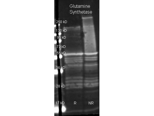 GLUL / Glutamine Synthetase Antibody - Goat anti Glutamine Synthetase antibody was used to detect Glutamine Synthetase under reducing (R) and non-reducing (NR) conditions. Reduced samples of purified target proteins contained 4% BME and were boiled for 5 minutes. Samples of ~1ug of protein per lane were run by SDS-PAGE. Protein was transferred to nitrocellulose and probed with 1:3000 dilution of primary antibody. Detection shown was using Dylight 649 conjugated Donkey anti goat. Images were collected using the BioRad VersaDoc System.