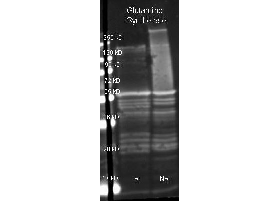 GLUL / Glutamine Synthetase Antibody - Glutamine Synthetase Polyclonal Antibody-Western blot. Goat anti-Glutamine Synthetase antibody was used to detect Glutamine Synthetase under reducing ® and non-reducing (NR) conditions. Reduced samples of purified target proteins contained 4% BME and were boiled for 5 minutes. Samples of ~1 ug of protein per lane were run by SDS-PAGE. Protein was transferred to nitrocellulose and probed with 1:3000 dilution of primary antibody (ON 4 C in MB-070). Detection shown was using Dylight 649 conjugated Donkey anti-goat (1:10K in TBS/MB-070) 1 hr RT. Images were collected using the Bio-Rad VersaDoc System. This image was taken for the unconjugated form of this product. Other forms have not been tested.