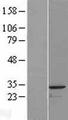 GLUP / PACRG Protein - Western validation with an anti-DDK antibody * L: Control HEK293 lysate R: Over-expression lysate