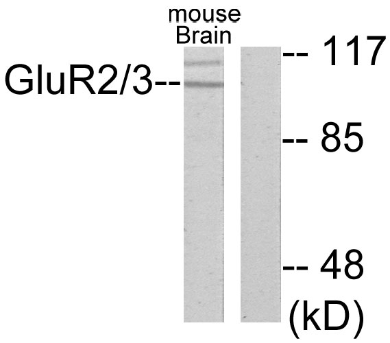 GLUR2 + GLUR3 Antibody - Western blot analysis of lysates from mouse brain, using mGluR2/3 Antibody. The lane on the right is blocked with the synthesized peptide.