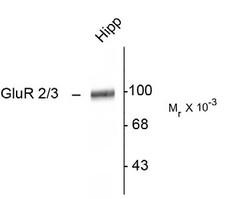 GLUR2 + GLUR3 Antibody - Western blot of rat hippocampal lysate showing specific immunolabeling of the ~100k GluR2/3 protein.