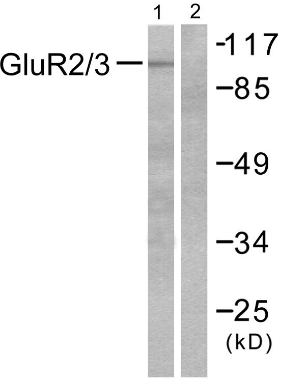GLUR2 + GLUR3 Antibody - Western blot analysis of extracts from mouse brain, using GluR2/3 antibody.