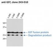 Glutathione S-Transferase Antibody