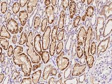 GLYAT Antibody - Immunochemical staining of human GLYAT in human kidney with rabbit polyclonal antibody at 1:300 dilution, formalin-fixed paraffin embedded sections.