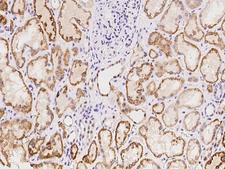 GLYATL1 Antibody - Immunochemical staining of human GLYATL1 in human kidney with rabbit polyclonal antibody at 1:100 dilution, formalin-fixed paraffin embedded sections.