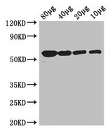 Glycerol Kinase Antibody - Western Blot Positive WB detected in: Rosseta bacteria lysate at 80µg, 40µg, 20µg, 10µg All lanes: glpK antibody at 3µg/ml Secondary Goat polyclonal to rabbit IgG at 1/50000 dilution Predicted band size: 57 kDa Observed band size: 57 kDa