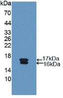 Glycocalicin Antibody - Western Blot; Sample: Recombinant Glycocalicin, Human.