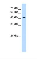 GLYCTK / Glycerate Kinase Antibody - HepG2 cell lysate. Antibody concentration: 1.25 ug/ml. Gel concentration: 12%.  This image was taken for the unconjugated form of this product. Other forms have not been tested.