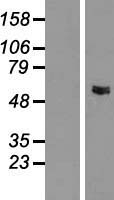 GLYCTK / Glycerate Kinase Protein - Western validation with an anti-DDK antibody * L: Control HEK293 lysate R: Over-expression lysate