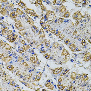 Gm13125 Antibody - Immunohistochemistry of paraffin-embedded human stomach using GM13125 antibody at dilution of 1:100 (40x lens).