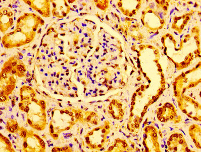 GM2A Antibody - Immunohistochemistry of paraffin-embedded human kidney tissue using GM2A Antibody at dilution of 1:100