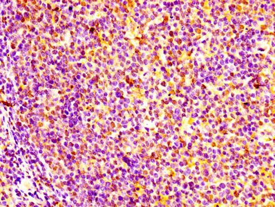 GM2A Antibody - Immunohistochemistry of paraffin-embedded human tonsil tissue using GM2A Antibody at dilution of 1:100