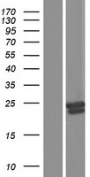 GM2A Protein - Western validation with an anti-DDK antibody * L: Control HEK293 lysate R: Over-expression lysate