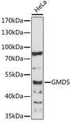 GMDS / GMD Antibody - Western blot analysis of extracts of HeLa cells, using GMDS antibody at 1:1000 dilution. The secondary antibody used was an HRP Goat Anti-Rabbit IgG (H+L) at 1:10000 dilution. Lysates were loaded 25ug per lane and 3% nonfat dry milk in TBST was used for blocking. An ECL Kit was used for detection and the exposure time was 60s.