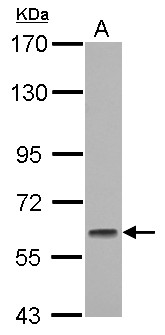 GMEB1 Antibody - Sample (30 ug of whole cell lysate) A: 293T 7.5% SDS PAGE GMEB1 antibody diluted at 1:1000