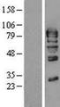 GMEB1 Protein - Western validation with an anti-DDK antibody * L: Control HEK293 lysate R: Over-expression lysate