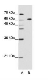 GMEB2 Antibody - A: Marker, B: HepG2 Cell Lysate.  This image was taken for the unconjugated form of this product. Other forms have not been tested.