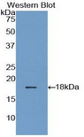 GMFG Antibody - Western blot of recombinant GMFG.  This image was taken for the unconjugated form of this product. Other forms have not been tested.