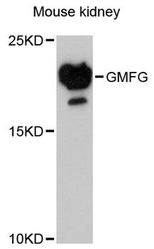 GMFG Antibody - Western blot analysis of extracts of mouse kidney, using GMFG antibody at 1:3000 dilution. The secondary antibody used was an HRP Goat Anti-Rabbit IgG (H+L) at 1:10000 dilution. Lysates were loaded 25ug per lane and 3% nonfat dry milk in TBST was used for blocking. An ECL Kit was used for detection and the exposure time was 90s.