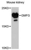 GMFG Antibody - Western blot analysis of extracts of mouse kidney, using GMFG antibody at 1:3000 dilution. The secondary antibody used was an HRP Goat Anti-Rabbit IgG (H+L) at 1:10000 dilution. Lysates were loaded 25ug per lane and 3% nonfat dry milk in TBST was used for blocking. An ECL Kit was used for detection and the exposure time was 90s.