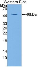 GML Antibody - Western blot of GML antibody.