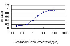 GML Antibody - Detection limit for recombinant GST tagged GML is approximately 0.03 ng/ml as a capture antibody.