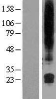GML Protein - Western validation with an anti-DDK antibody * L: Control HEK293 lysate R: Over-expression lysate