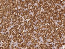 GMPPA Antibody - Immunochemical staining of human GMPPA in human pancreas with rabbit polyclonal antibody at 1:1000 dilution, formalin-fixed paraffin embedded sections.