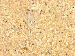 GMPPB Antibody - Immunohistochemistry of paraffin-embedded human adrenal gland tissue using GMPPB Antibody at dilution of 1:100