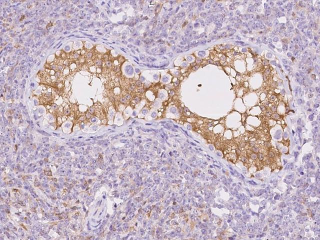 GMPR1 / GMPR Antibody - Immunochemical staining of human GMPR in human testis with rabbit polyclonal antibody at 1:5000 dilution, formalin-fixed paraffin embedded sections.