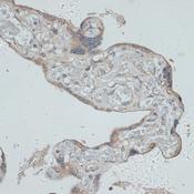 GMPR1 / GMPR Antibody - Immunohistochemistry of paraffin-embedded Human placenta using GMPR Polyclonal Antibody at dilution of 1:100 (40x lens).