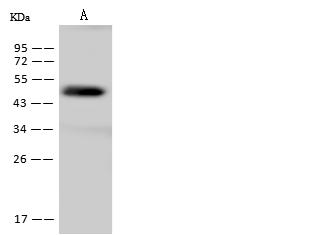 GMPR2 Antibody - Anti-GMPR2 rabbit polyclonal antibody at 1:500 dilution. Lane A: HEK293 Whole Cell Lysate. Lysates/proteins at 30 ug per lane. Secondary: Goat Anti-Rabbit IgG (H+L)/HRP at 1/10000 dilution. Developed using the ECL technique. Performed under reducing conditions. Predicted band size: 38 kDa. Observed band size: 45 kDa.