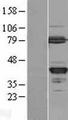 GMPR2 Protein - Western validation with an anti-DDK antibody * L: Control HEK293 lysate R: Over-expression lysate