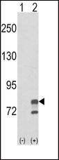 GMPS / GMP Synthase Antibody - Western blot of GMPS (arrow) using rabbit polyclonal GMPS Antibody. 293 cell lysates (2 ug/lane) either nontransfected (Lane 1) or transiently transfected with the GMPS gene (Lane 2) (Origene Technologies).