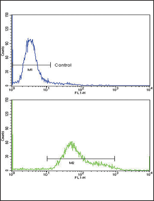 GMPS / GMP Synthase Antibody - Flow cytometric of HeLa cells using GMPS Antibody (bottom histogram) compared to a negative control cell (top histogram)FITC-conjugated goat-anti-rabbit secondary antibodies were used for the analysis.